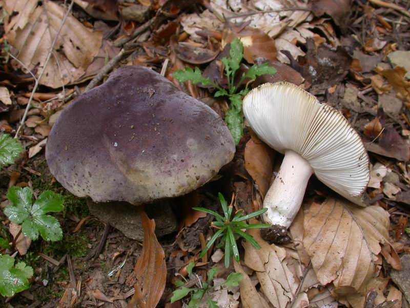  Image name: Russula_cyanoxantha8.jpg 
 width: 800 pixel 
 height: 600 pixel 
 Size: 105491 bytes 
 Click to enlarge 